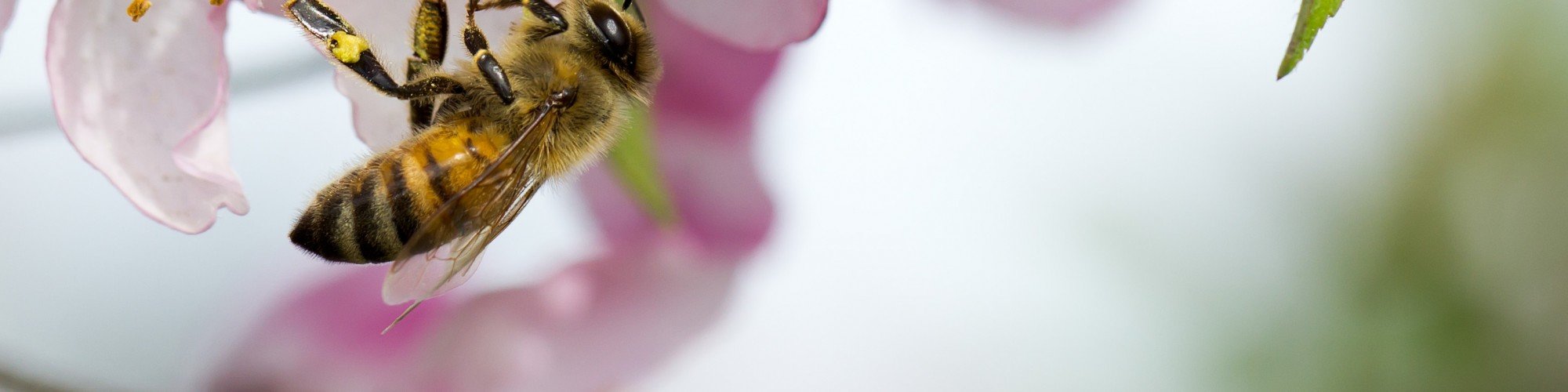 Honey_Bee_Cherry_Blossom_Shorebread2